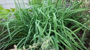 Image result for Allium tuberosum