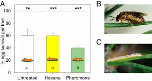 Attēlu rezultāti vaicājumam “Diprion pini female”