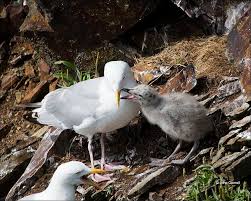 Attēlu rezultāti vaicājumam “Larus argentatus nest”