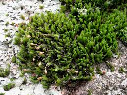 Attēlu rezultāti vaicājumam “Grimmia muehlenbeckii”