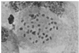 Attēlu rezultāti vaicājumam “Agrodiaetus amandus male”