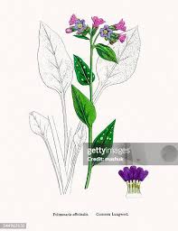 Attēlu rezultāti vaicājumam “Pulmonaria officinalis”