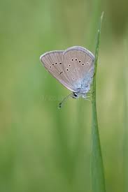 Attēlu rezultāti vaicājumam “Cyaniris semiargus female”