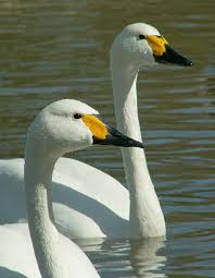 Attēlu rezultāti vaicājumam “Cygnus columbianus adult”