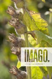 Image result for bilsenkraut