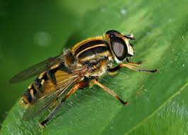 Attēlu rezultāti vaicājumam “Helophilus pendulus”