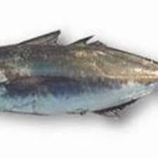 Image result for Trachurus trachurus