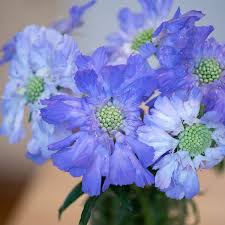 Image result for scabiosa caucasica