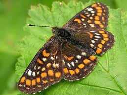 Attēlu rezultāti vaicājumam “Euphydryas maturna upperside”