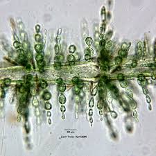 Attēlu rezultāti vaicājumam “Batrachospermum moniliforme”