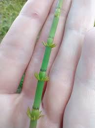 Attēlu rezultāti vaicājumam “Equisetum fluviatile”