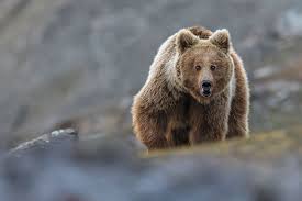 Image result for brown bear