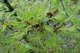 Attēlu rezultāti vaicājumam “Quercus robur fo. pectinata”