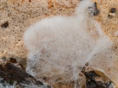 Attēlu rezultāti vaicājumam “Elmerina caryae”