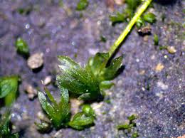 Attēlu rezultāti vaicājumam “Fissidens bryoides sporophyte”