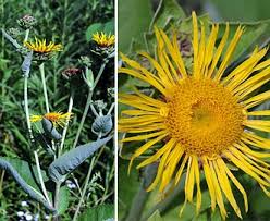 Image result for Inula helenium