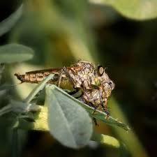 Attēlu rezultāti vaicājumam “Asilus crabroniformis”