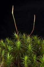 Attēlu rezultāti vaicājumam “Polytrichastrum formosum sporophyte”