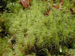 Attēlu rezultāti vaicājumam “Dicranum majus”