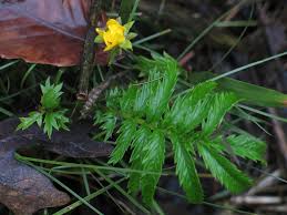 Image result for Potentilla anserina