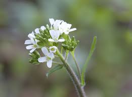 Attēlu rezultāti vaicājumam “Arabis hirsuta flower”