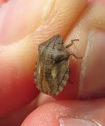 Attēlu rezultāti vaicājumam “Eurygaster testudinaria”