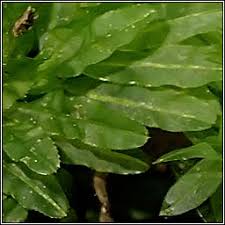 Attēlu rezultāti vaicājumam “Plagiomnium undulatum”