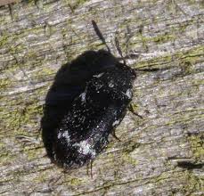 Attēlu rezultāti vaicājumam “Megatoma undata”