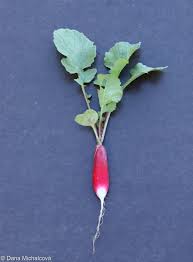 Attēlu rezultāti vaicājumam “Raphanus sativus”