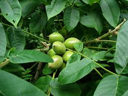 Attēlu rezultāti vaicājumam “Juglans ailanthifolia”