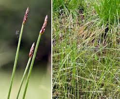 Attēlu rezultāti vaicājumam “Eleocharis uniglumis”