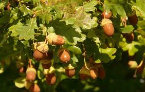 Attēlu rezultāti vaicājumam “Quercus robur fruit”