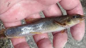 Attēlu rezultāti vaicājumam “Barbatula barbatula”