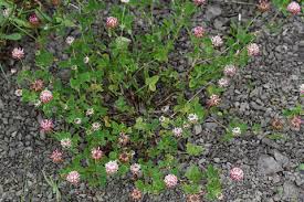Attēlu rezultāti vaicājumam “Trifolium hybridum”