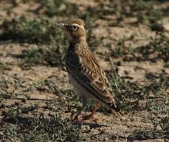 Image result for Melanocorypha bimaculata