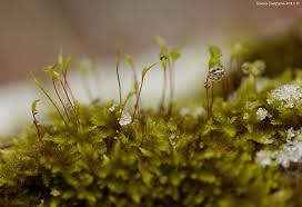 Attēlu rezultāti vaicājumam “Aulacomnium palustre”