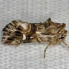 Attēlu rezultāti vaicājumam “Calophasia lunula”