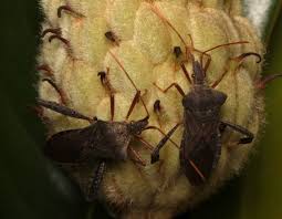 Attēlu rezultāti vaicājumam “Fuligo licentii macro”