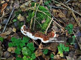 Attēlu rezultāti vaicājumam “Heterobasidion annosum”