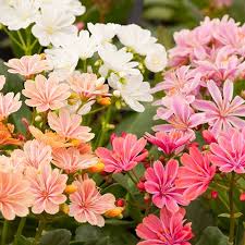 Image result for Bitterwurz