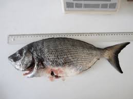 Image result for Diplodus puntazzo