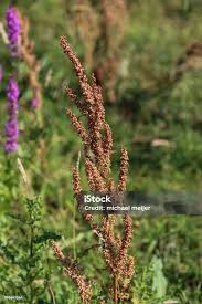 Attēlu rezultāti vaicājumam “Rumex obtusifolius flower”