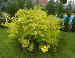Attēlu rezultāti vaicājumam “Cornus alba”