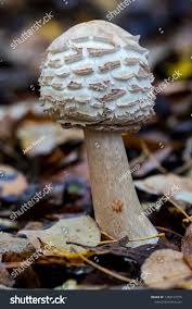 Attēlu rezultāti vaicājumam “Macrolepiota rhacodes”