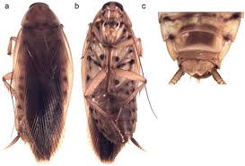 Attēlu rezultāti vaicājumam “Blattoptera”