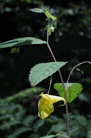 Attēlu rezultāti vaicājumam “Impatiens noli-tangere leaf”