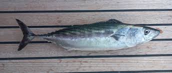 Image result for Sarda sarda