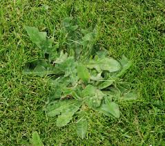 Attēlu rezultāti vaicājumam “Hypochaeris radicata leaf”