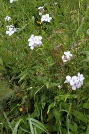 Attēlu rezultāti vaicājumam “Hesperis matronalis”