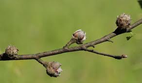 Attēlu rezultāti vaicājumam “Acalitus longisetosus”